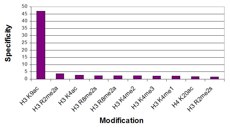 Histone H3 acetyl Lys9 antibody specificity tested by peptide array analysis. Peptide array analysis was used to confirm the specificity of this antibody for its intended modification. Histone H3 acetyl Lys9 antibody was applied at a dilution of 1:3,000 to Active Motif's MODified Histone Peptide Array (Catalog No. 13001). The arrays were scanned with ArrayAnalysis Software 7 and the results plotted. Specificity data is shown for the most reactive peptides.