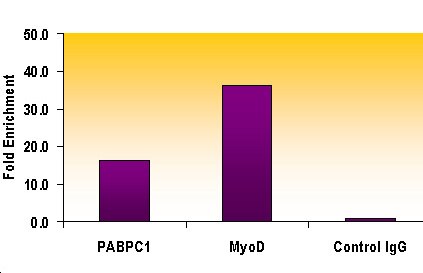 Histone H3 dimethyl Lys9 antibody tested by ChIP analysis. Chromatin IP performed using the ChIP-IT Express Kit (Catalog No. 53008) and HeLa Chromatin (1.5 x 106 cell equivalents per ChIP) using 10 ul of Histone H3 dimethyl Lys9 antibody or the equivalent amount of rabbit IgG as a negative control. Real time, quantitative PCR (RT-qPCR) was performed on DNA purified from each of the ChIP reactions using a primer pair specific for the indicated gene. Data are presented as Fold Enrichment of the ChIP antibody signal versus the negative control IgG using the ddCT method. Histone H3 dimethyl Lys9 antibody tested by ChIP analysis. Chromatin IP performed using the ChIP-IT Express Kit (Catalog No. 53008) and HeLa Chromatin (1.5 x 106 cell equivalents per ChIP) using 10 ul of Histone H3 dimethyl Lys9 antibody or the equivalent amount of rabbit IgG as a negative control. Real time, quantitative PCR (RT-qPCR) was performed on DNA purified from each of the ChIP reactions using a primer pair specific for the indicated gene. Data are presented as Fold Enrichment of the ChIP antibody signal versus the negative control IgG using the ddCT method.