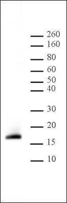 Histone H3K9me2 antibody tested by Western blot. Detection of H3K9me2 by Western blot. The analysis was performed using 20 ug HeLa acid extract and Histone H3K9me2 antibody at a 1:1,000 dilution. Histone H3K9me2 antibody tested by Western blot. Detection of H3K9me2 by Western blot. The analysis was performed using 20 ug HeLa acid extract and Histone H3K9me2 antibody at a 1:1,000 dilution.