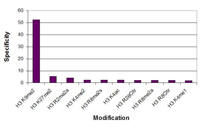 Histone H3K9me2 antibody specificity tested by peptide array analysis. Peptide array analysis was used to confirm the specificity of this antibody for its intended modification. Histone H3 dimethyl Lys9 antibody was applied at a dilution of 1:15,000 to Active Motif's MODified Histone Peptide Array (Catalog No. 13001). The arrays were scanned with ArrayAnalysis Software 7 and the results plotted. Specificity data is shown for the most reactive peptides. Histone H3K9me2 antibody specificity tested by peptide array analysis. Peptide array analysis was used to confirm the specificity of this antibody for its intended modification. Histone H3 dimethyl Lys9 antibody was applied at a dilution of 1:15,000 to Active Motif's MODified Histone Peptide Array (Catalog No. 13001). The arrays were scanned with ArrayAnalysis Software 7 and the results plotted. Specificity data is shown for the most reactive peptides.