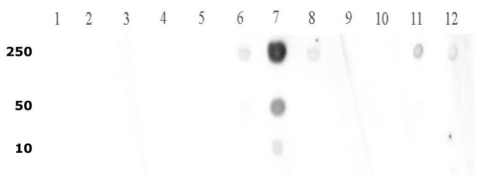 Histone H3K9me2 antibody tested by dot blot analysis. Decreasing amounts of peptides corresponding to regions around major sites of histone H3 methylation (lysine 4, lysine 9, lysine 27) were spotted onto PVDF and probed with antibody at 1:5,000. Top Panel peptides - Lane 1: Unmod. K4. Lane 2: H3K4me1. Lane 3: H3K4me1,2. Lane 4: H3K4me2. Lane 5: H3K4me3. Lane 6: Unmod. K9. Lane 7: H3K9me1. Lane 8: H3K9me2. Lane 9: H3K9me3. Bottom Panel peptides – Lane 1: Unmod. H3. Lane 2: K27me1. Lane 3: K27me2. Lane 4: K27me3. Lane 5: Unmod.K36. Lane 6: K36me1. Lane 7: K36me2. Lane 8: K36me3. Histone H3K9me2 antibody tested by dot blot analysis. Decreasing amounts of peptides corresponding to regions around major sites of histone H3 methylation (lysine 4, lysine 9, lysine 27) were spotted onto PVDF and probed with antibody at 1:5,000. Top Panel peptides - Lane 1: Unmod. K4. Lane 2: H3K4me1. Lane 3: H3K4me1,2. Lane 4: H3K4me2. Lane 5: H3K4me3. Lane 6: Unmod. K9. Lane 7: H3K9me1. Lane 8: H3K9me2. Lane 9: H3K9me3. Bottom Panel peptides – Lane 1: Unmod. H3. Lane 2: K27me1. Lane 3: K27me2. Lane 4: K27me3. Lane 5: Unmod.K36. Lane 6: K36me1. Lane 7: K36me2. Lane 8: K36me3.