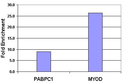 Histone H3 dimethyl Lys9 antibody tested by ChIP. Chromatin IP performed using the ChIP-IT Express Kit (Catalog No. 53008) and HeLa Chromatin (1.5 x 106 cell equivalents per ChIP) using 10 ul of Histone H3 dimethyl Lys9 antibody or the equivalent amount of rabbit IgG as a negative control. Real time, quantitative PCR (RT-qPCR) was performed on DNA purified from each of the ChIP reactions using a primer pair specific for either the PABPC1 gene or the MyoD gene. Data are presented as Fold Enrichment of the ChIP antibody signal versus the negative control IgG using the ddCT method.