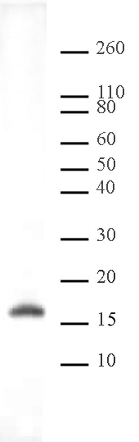 Histone H3 dimethyl Lys9 antibody tested by Western blot. HeLa acid extract (10 ug per lane) probed with Histone H3 dimethyl Lys9 antibody at a 1:10,000 dilution.