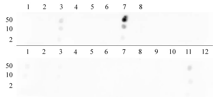 Histone H3 dimethyl Lys9 antibody tested by dot blot analysis. Dot blot analysis was used to confirm the specificity of Histone H3 dimethyl Lys9 antibody for dimethyl Lys9 histone H3. Methylated peptides corresponding to the immunogen and related sequences derived from histone H3 were spotted onto PVDF and probed with the antibody at 1:10,000. The amount of peptide (picomoles) spotted is indicated next to each row. Top row:Lane 1: Unmod H3 aa 1-10. Lane 2: monomethyl Lys4. Lane 3: dimethyl Lys4. Lane 4: trimethyl Lys4. Lane 5: Unmod H3 aa 6-22. Lane 6: monomethyl Lys9. Lane 7: dimethyl Lys9. Lane 8: trimethyl Lys9. Bottom row: Lane 1: dimethyl Lys14. Lane 2: monomethyl Lys18. Lane 3: dimethyl Lys18. Lane 4: trimethyl Lys18. Lane 5: unmodified corresponding to amino acids 18-27 of human histone H3. Lane 6: monomethyl Lys23. Lane 7: dimethyl Lys23. Lane 8: trimethyl Lys23. Lane 9: unmodified corresponding to amino acids 22-32 of human histone H3. Lane 10: monomethyl Lys27. Lane 11: dimethyl Lys27. Lane 12: trimethyl Lys27.