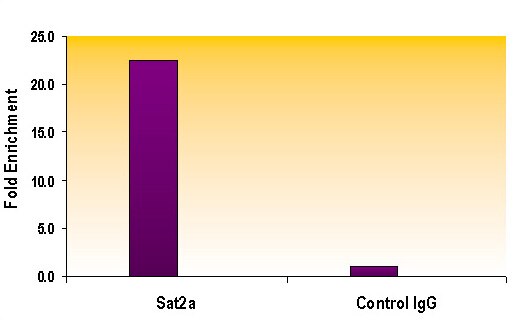 Histone H3 trimethyl Lys9 antibody tested by ChIP. Chromatin IP performed using the ChIP-IT Express Kit (Catalog No. 53008) and HeLa Chromatin (1.5 x 106 cell equivalents per ChIP) using 10 ug of Histone H3 trimethyl Lys9 pAb or the equivalent amount of rabbit IgG. RT-qPCR was performed on DNA purified from each of the ChIP DNA using a primer pair for the SAT2 alpha gene. Data are presented as Fold Enrichment of the antibody signal versus the negative control IgG using the ddCT method.