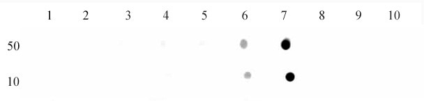 Histone H3 trimethyl Lys9 antibody tested by dot blot analysis. Dot blot analysis was used to confirm the specificity of Histone H3 trimethyl Lys9 antibody for trimethyl Lys9 of histone H3. Recombinant methylated histone proteins corresponding to the immunogen and related sequences were spotted onto PVDF and probed with Histone H3 trimethyl Lys9 at 2 ug/ml. The amount of protein (picomoles) spotted is indicated next to each row. Lane 1: unmodified H3 protein. Lane 2: monomethyl Lys4 protein. Lane 3: dimethyl Lys4 protein. Lane 4: trimethyl Lys4 protein. Lane 5: monomethyl Lys9 protein. Lane 6: dimethyl Lys9 protein. Lane 7: trimethyl Lys9 protein. Lane 8: monomethyl Lys27 protein. Lane 9: dimethyl Lys27 protein. Lane 10: trimethyl Lys27 protein.