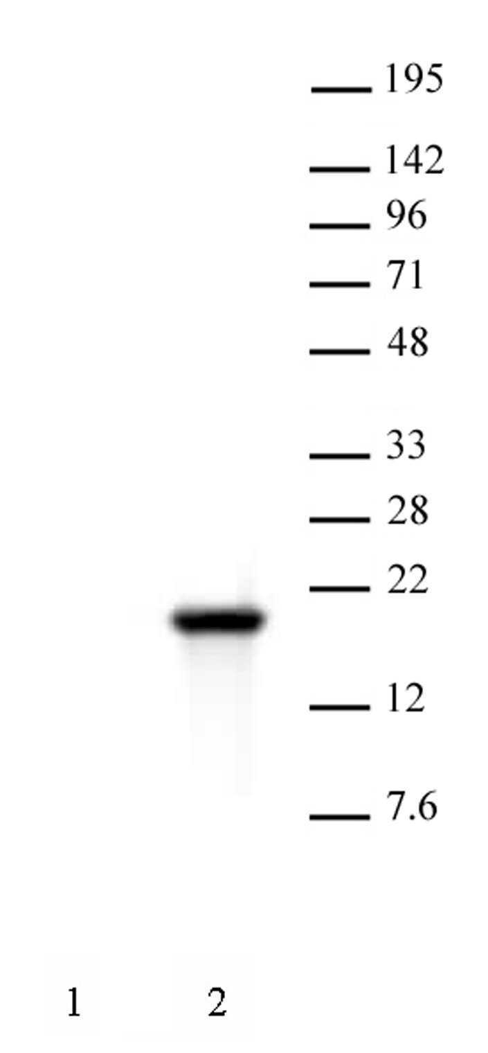 Histone H3S10ph antibody (mAb) tested by Western blot. HeLa nuclear extract (30 ug per lane) was probed with Histone H3S10ph antibody at a 2 ug/ml dilution. Lane 1: No treatment. Lane 2: Cells treated with colcemid. Histone H3S10ph antibody (mAb) tested by Western blot. HeLa nuclear extract (30 ug per lane) was probed with Histone H3S10ph antibody at a 2 ug/ml dilution. Lane 1: No treatment. Lane 2: Cells treated with colcemid.