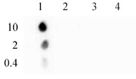 Histone H3 phospho Ser10 mAb tested by dot blot analysis. Dot blot analysis was used to confirm the specificity of Histone H3 phospho Ser10 mAb for phospho Ser10 histone H3. Phosphorylated peptides corresponding to the immunogen and related peptides were spotted onto PVDF and probed with the antibody at 1 ug/ml. The amount of peptide (picomoles) spotted is indicated next to each row. Lane 1: peptide phosphorylated at serine 10. Lane 2: unmodified serine 10 peptide. Lane 3: peptide phosphorylated at serine 28. Lane 4: unmodified serine 28 peptide. Histone H3 phospho Ser10 mAb tested by dot blot analysis. Dot blot analysis was used to confirm the specificity of Histone H3 phospho Ser10 mAb for phospho Ser10 histone H3. Phosphorylated peptides corresponding to the immunogen and related peptides were spotted onto PVDF and probed with the antibody at 1 ug/ml. The amount of peptide (picomoles) spotted is indicated next to each row. Lane 1: peptide phosphorylated at serine 10. Lane 2: unmodified serine 10 peptide. Lane 3: peptide phosphorylated at serine 28. Lane 4: unmodified serine 28 peptide.