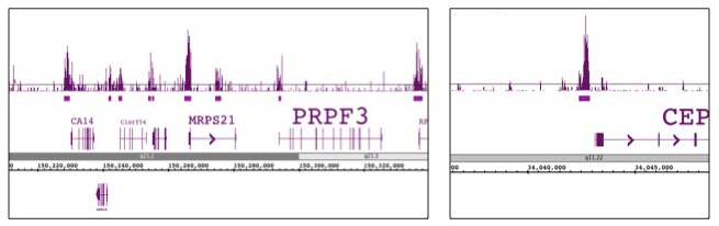 Histone H3 phospho Thr11 pAb tested by ChIP-Seq. ChIP was performed using the ChIP-IT High Sensitivity Kit (Cat. No. 53040) with chromatin from the human H9 embryonic stem cell line (4.5 million cells) and 5 ul of antibody. ChIP DNA was sequenced on the Illumina HiSeq and 22 million sequence tags were mapped to identify H3T11ph occupancy. The image on the left shows H3T11ph binding at transcriptional start sites across a 120,000 bp region on chromosome 1. The image on the right is zoomed in to show H3T11ph binding at a single promoter