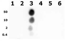 Histone H3 phospho Thr11 pAb tested by dot blot analysis. Dot blot analysis was used to confirm the specificity of Histone H3 phospho Thr11 pAb for phospho-Thr11 of histone H3. Decreasing amounts of peptides corresponding to regions around major sites of histone H3 threonine phosphorylation were spotted onto PVDF and probed with the antibody at a dilution of 1:10,000. Lane 1: Peptide phosphorylated at threonine 3. Lane 2: Unmodified threonine 3 peptide. Lane 3: Peptide phosphorylated at threonine 11. Lane 4: Unmodified threonine 11 peptide. Lane 5: Peptide phosphorylated at threonine 45. Lane 6: Unmodified threonine 45 peptide.
