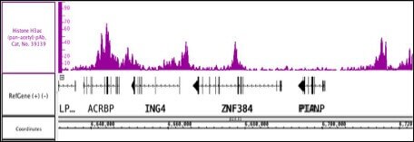 Histone H3ac (pan-acetyl) antibody (pAb) tested by ChIP-Seq Chromatin immunoprecipitation (ChIP) was performed using the ChIP-IT High Sensitivity Kit (Cat. No. 53040) with 25 ug of Human iPSC cell chromatin and 5 ul of Histone H3ac (pan-acetyl) antibody. ChIP DNA was sequenced on the Illumina NextSeq and 23 million sequence tags were mapped to identify Histone H3ac (pan-acetyl) binding sites on chromosome 12.
