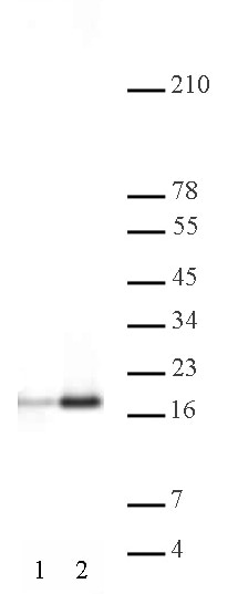 Histone H3ac (pan-acetyl) antibody (pAb) tested by Western blot. Detection of acetylated Histone H3 by Western blot analysis using 20 ug HeLa acid extracts and Histone H3 acetyl antibody at a 1:2,000 dilution. Lane 1: Acid extract of untreated HeLa cells. Lane 2: Acid extract of HeLa cells treated with sodium butyrate.