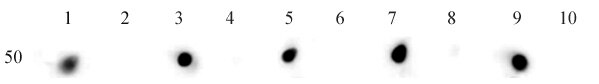 Histone H3ac (pan-acetyl) antibody (pAb) tested by dot blot analysis. Dot blot analysis was used to confirm the specificity of Histone H3ac antibody. Acetylated peptides corresponding to the immunogen and related peptides were spotted onto PVDF and probed with the antibody at a dilution of 1:1,000. The amount of peptide (picomoles) spotted is indicated (50 picomoles). Lane 1: H3K4ac peptide. Lane 2: unmodified H3K4 peptide. Lane 3: H3K9ac peptide. Lane 4: unmodified H3K9 peptide. Lane 5: H3K18ac peptide. Lane 6: unmodified H3K18 peptide. Lane 7: H3K23ac peptide. Lane 8: unmodified H3K23 peptide. Lane 9: H3K27ac peptide. Lane 10: unmodified H3K27 peptide.