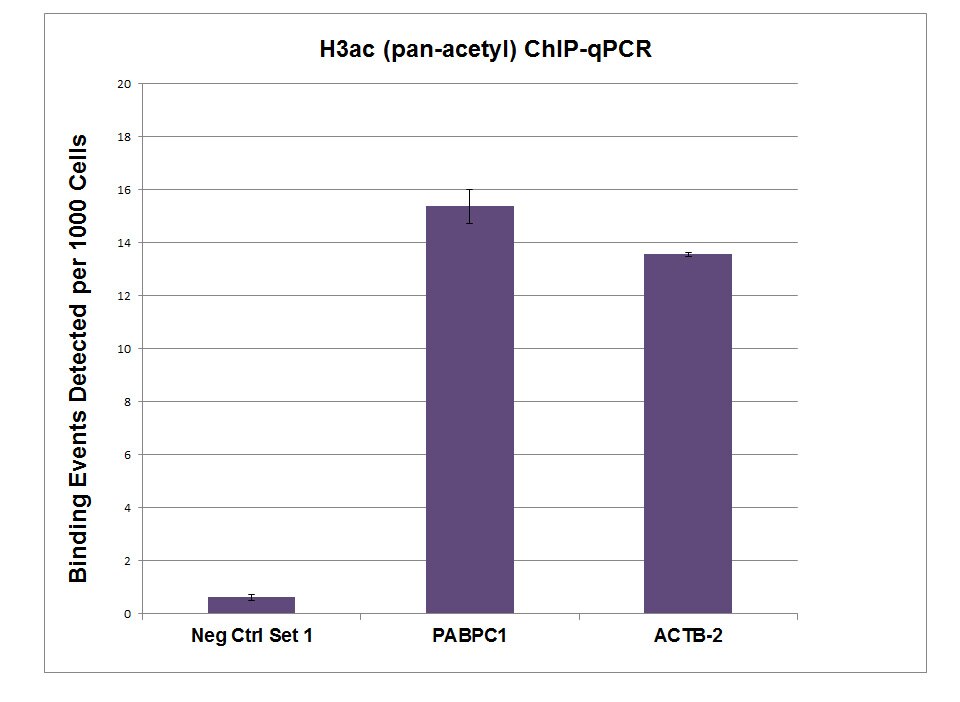 H3ac (pan-acetyl) antibody (pAb) tested by ChIP. Chromatin immunoprecipitation (ChIP) was performed using the ChIP-IT High Sensitivity Kit (Cat. No. 53040) with 13 ug of chromatin from both HeLa cells and 10 ug H3ac (pan-acetyl) antibody. ChIP DNA was used in qPCR with the gene-specific primer as indicated. Data are presented as Binding Events Detected per 1000 Cells using Active Motif's Epigenetic Services normalization scheme which accounts for primer efficiency and the amount of chromatin used in the ChIP reaction. H3ac (pan-acetyl) antibody (pAb) tested by ChIP. Chromatin immunoprecipitation (ChIP) was performed using the ChIP-IT High Sensitivity Kit (Cat. No. 53040) with 13 ug of chromatin from both HeLa cells and 10 ug H3ac (pan-acetyl) antibody. ChIP DNA was used in qPCR with the gene-specific primer as indicated. Data are presented as Binding Events Detected per 1000 Cells using Active Motif's Epigenetic Services normalization scheme which accounts for primer efficiency and the amount of chromatin used in the ChIP reaction.