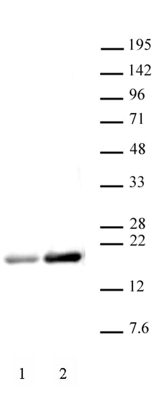 Histone H3ac (pan-acetyl) antibody (pAb) tested by Western blot. Detection of acetylated Histone H3 by Western blot analysis using 20 ug HeLa nuclear extract and Histone H3ac (pan-acetyl) antibody at a 1 ug/ml dilution. Lane 1: Nuclear extract of untreated HeLa cells. Lane 2: Nuclear extract of HeLa cells treated with sodium butyrate. Histone H3ac (pan-acetyl) antibody (pAb) tested by Western blot. Detection of acetylated Histone H3 by Western blot analysis using 20 ug HeLa nuclear extract and Histone H3ac (pan-acetyl) antibody at a 1 ug/ml dilution. Lane 1: Nuclear extract of untreated HeLa cells. Lane 2: Nuclear extract of HeLa cells treated with sodium butyrate.