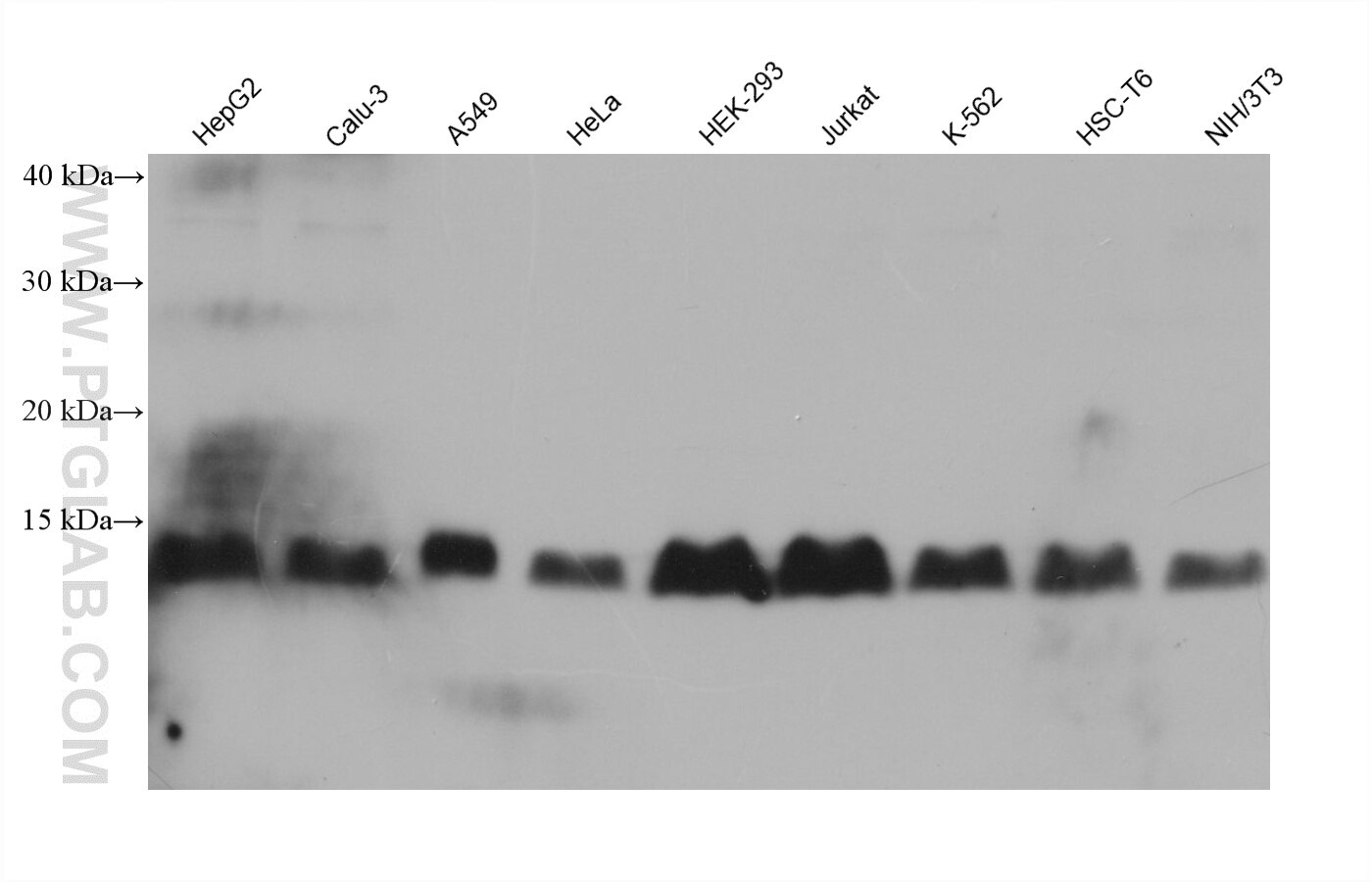 Western Blot (WB) analysis of various lysates using Histone H4 Monoclonal antibody (61026-1-Ig)
