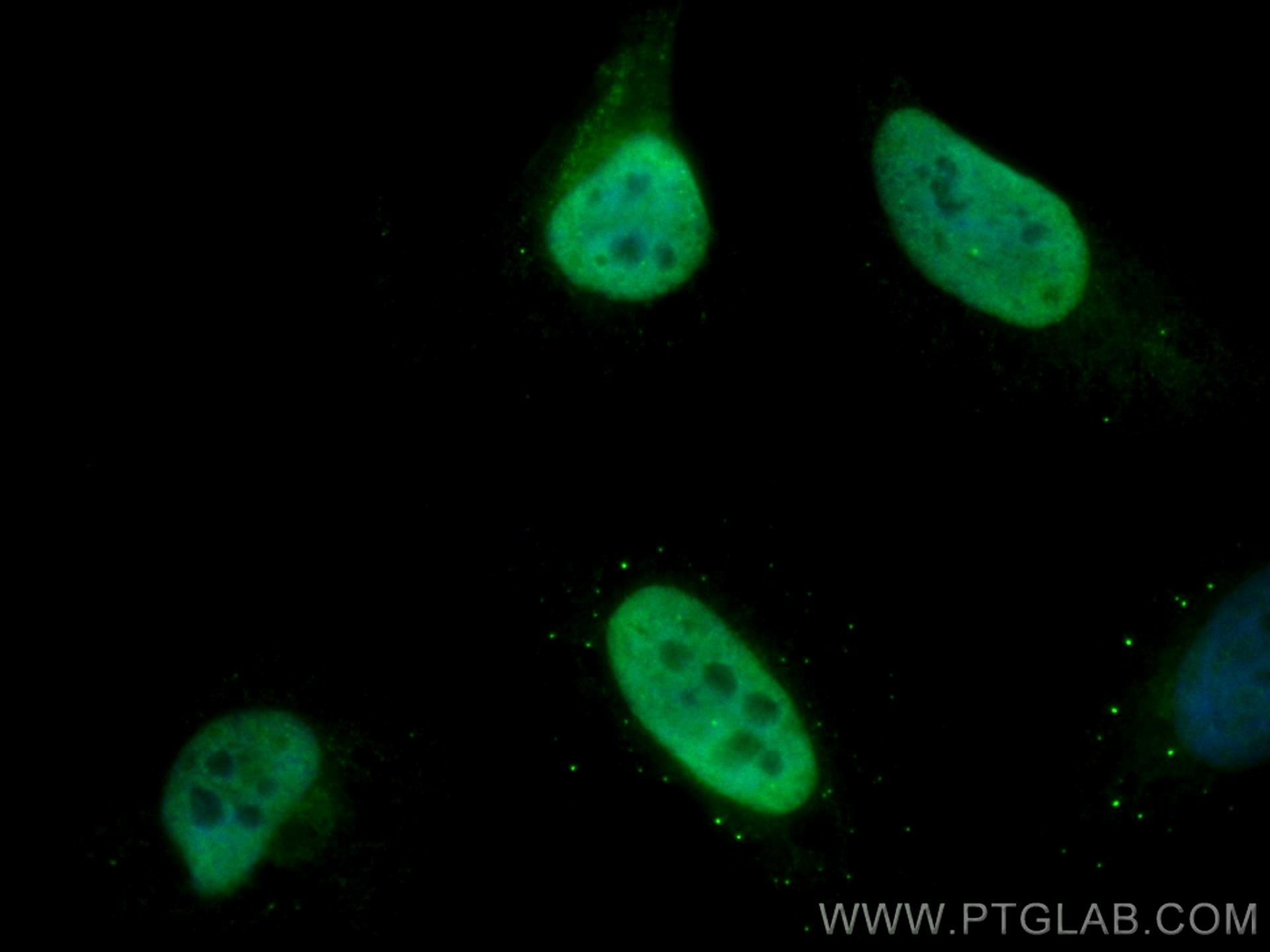 Immunofluorescence (IF) / fluorescent staining of HeLa cells using CoraLite® Plus 488-conjugated Histone H4 Polyclona (CL488-16047)