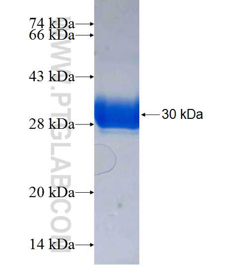 Histone H4 fusion protein Ag8999 SDS-PAGE