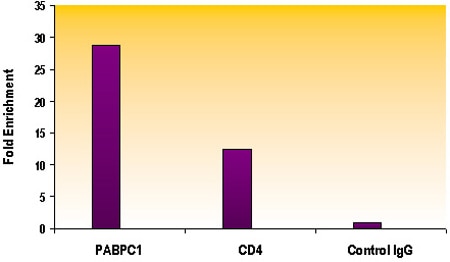 Histone H4 acetyl Lys16 antibody tested by ChIP analysis. Chromatin IP performed using the ChIP-IT Express Kit (Catalog No. 53008) and HeLa Chromatin (1.5 x 106 cell equivalents per ChIP) using 10 ug of Histone H4 acetyl Lys16 pAb or the equivalent amount of rabbit IgG as a negative control. Real time, quantitative PCR (RT-qPCR) was performed on DNA purified from each of the ChIP reactions using a primer pair specific for the indicated gene. Data are presented as Fold Enrichment of the ChIP antibody signal versus the negative control IgG using the ddCT method. Histone H4 acetyl Lys16 antibody tested by ChIP analysis. Chromatin IP performed using the ChIP-IT Express Kit (Catalog No. 53008) and HeLa Chromatin (1.5 x 106 cell equivalents per ChIP) using 10 ug of Histone H4 acetyl Lys16 pAb or the equivalent amount of rabbit IgG as a negative control. Real time, quantitative PCR (RT-qPCR) was performed on DNA purified from each of the ChIP reactions using a primer pair specific for the indicated gene. Data are presented as Fold Enrichment of the ChIP antibody signal versus the negative control IgG using the ddCT method.