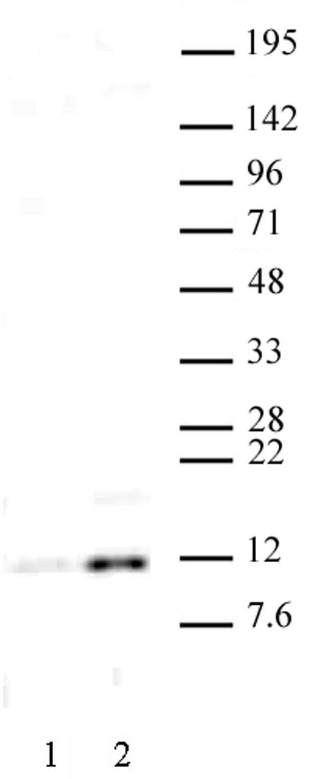 Histone H4 acetyl Lys16 antibody (pAb) tested by Western blot. HeLa nuclear extract (20 ug per lane) probed with Histone H4 acetyl Lys16 antibody (1 ug per ml). Lane 1: no treatment. Lane 2: cells treated with sodium butyrate. Histone H4 acetyl Lys16 antibody (pAb) tested by Western blot. HeLa nuclear extract (20 ug per lane) probed with Histone H4 acetyl Lys16 antibody (1 ug per ml). Lane 1: no treatment. Lane 2: cells treated with sodium butyrate.