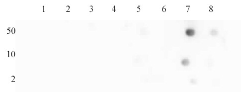 Histone H4 acetyl Lys16 antibody (pAb) tested by dot blot analysis. Dot blot analysis was used to confirm the specificity of Histone H4 acetyl Lys16 antibody for acetyl Lys16 histone H4. Acetylated peptides corresponding to the immunogen and related peptides were spotted onto PVDF and probed with Histone H4 acetyl Lys16 antibody at a dilution of 1 ug/ml. The amount of peptide (picomoles) spotted is indicated next to each row. Lane 1: acetyl-Lys5 peptide. Lane 2: unmodified Lys5 peptide. Lane 3: acetyl-Lys8 peptide. Lane 4: unmodified Lys8 peptide. Lane 5: acetyl-Lys12 peptide. Lane 6: unmodified Lys12 peptide. Lane 7: acetyl-Lys16 peptide. Lane 8: unmodified Lys16 peptide. Histone H4 acetyl Lys16 antibody (pAb) tested by dot blot analysis. Dot blot analysis was used to confirm the specificity of Histone H4 acetyl Lys16 antibody for acetyl Lys16 histone H4. Acetylated peptides corresponding to the immunogen and related peptides were spotted onto PVDF and probed with Histone H4 acetyl Lys16 antibody at a dilution of 1 ug/ml. The amount of peptide (picomoles) spotted is indicated next to each row. Lane 1: acetyl-Lys5 peptide. Lane 2: unmodified Lys5 peptide. Lane 3: acetyl-Lys8 peptide. Lane 4: unmodified Lys8 peptide. Lane 5: acetyl-Lys12 peptide. Lane 6: unmodified Lys12 peptide. Lane 7: acetyl-Lys16 peptide. Lane 8: unmodified Lys16 peptide.