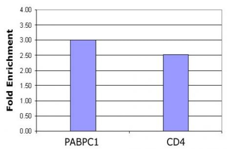 Histone H4 acetyl Lys5 antibody tested by ChIP analysis. Chromatin IP performed using the ChIP-IT Express Kit (Catalog No. 53008) and HeLa Chromatin (1.5 x 106 cell equivalents per ChIP) using 10 ul of Histone H4 acetyl Lys5 antibody or the equivalent amount of rabbit IgG as a negative control. Real time, quantitative PCR (RT-qPCR) was performed on DNA purified from each of the ChIP reactions using a primer pair specific for the indicated gene. Data are presented as Fold Enrichment of the ChIP antibody signal versus the negative control IgG using the ddCT method.