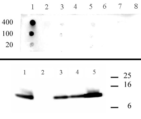 Histone H4 acetyl Lys5 antibody specificity data. Top Panel – Dot blot analysis was used to confirm the specificity of Histone H4 acetyl Lys5 antibody for H4 acetyl lysine 5. Peptides corresponding to regions around major sites of histone H4 acetylation were spotted onto PVDF and probed at a dilution of 1:1,000. The amount of peptide (in picomoles) spotted is indicated next to each row. Lane 1: acetyl-Lys5 peptide. Lane 2: unmodified Lys5 peptide. Lane 3: acetyl-Lys8 peptide. Lane 4: unmodified Lys8 peptide. Lane 5: acetyl-Lys12 peptide. Lane 6: unmodified Lys12 peptide. Lane 7: acetyl-Lys16 peptide. Lane 8: unmodified Lys16 peptide. Bottom Panel – Peptide inhibition analysis. A Western blot was performed on butyrate-treated HeLa cell acid extract (5 ul per lane) at a dilution of 1:2,000. Different peptides were incubated with the antibody during the blotting procedure to determine if the recognition was blocked by a specific modification. Lane 1: no peptide. Lane 2: acetyl-Lys5 peptide. Lane 3: acetyl-Lys8 peptide. Lane 4: acetyl-Lys12 peptide. Lane 5: acetyl-Lys16 peptide.