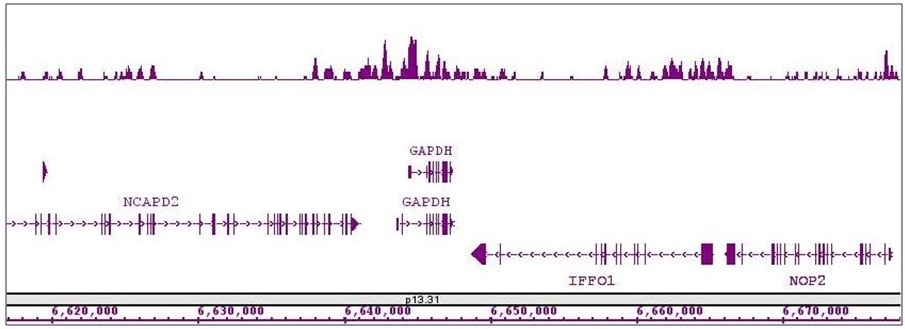 Histone H4K8ac antibody (pAb) tested by ChIP-Seq. ChIP was performed using the ChIP-IT High Sensitivity Kit (Cat. No. 53040) with 30 ug of chromatin from a human medulloblastoma cell line and 4 ug of antibody. ChIP DNA was sequenced on the Illumina HiSeq and 19 million sequence tags were mapped to identify Histone H4K8ac binding sites. The image shows binding across a region of chromosome 12. Histone H4K8ac antibody (pAb) tested by ChIP-Seq. ChIP was performed using the ChIP-IT High Sensitivity Kit (Cat. No. 53040) with 30 ug of chromatin from a human medulloblastoma cell line and 4 ug of antibody. ChIP DNA was sequenced on the Illumina HiSeq and 19 million sequence tags were mapped to identify Histone H4K8ac binding sites. The image shows binding across a region of chromosome 12.