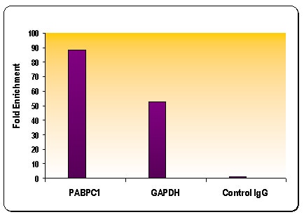 Histone H4K8ac antibody (pAb) tested by Chromatin IP. ChIP performed using HeLa Chromatin (1.5 x 106 cell equivalents per ChIP) and 10 ug of Histone H4 acetyl Lys8 antibody (pAb) or the equivalent amount of rabbit IgG as a negative control. Real time, quantitative PCR (RT-qPCR) was performed on DNA purified from each of the ChIP reactions using a primer pair specific for either the PABPC1 gene or the GAPDH gene. Data are presented as Fold Enrichment of the ChIP antibody signal versus the negative control IgG using the ddCT method. Histone H4K8ac antibody (pAb) tested by Chromatin IP. ChIP performed using HeLa Chromatin (1.5 x 106 cell equivalents per ChIP) and 10 ug of Histone H4 acetyl Lys8 antibody (pAb) or the equivalent amount of rabbit IgG as a negative control. Real time, quantitative PCR (RT-qPCR) was performed on DNA purified from each of the ChIP reactions using a primer pair specific for either the PABPC1 gene or the GAPDH gene. Data are presented as Fold Enrichment of the ChIP antibody signal versus the negative control IgG using the ddCT method.