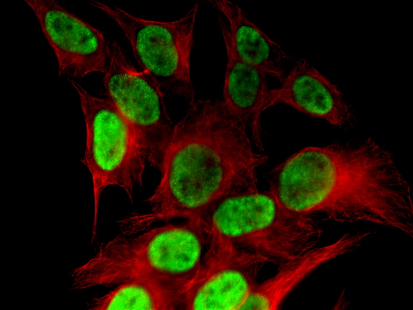 Histone H4K8ac antibody (pAb) tested by immunofluorescence. HeLa cells stained with Histone H4K8ac antibody (green) at a 1 ug/ml dilution. Tubulin staining was done with our alpha Tubulin antibody, catalog no.39527 (red) at a 1:1,000 dilution. Histone H4K8ac antibody (pAb) tested by immunofluorescence. HeLa cells stained with Histone H4K8ac antibody (green) at a 1 ug/ml dilution. Tubulin staining was done with our alpha Tubulin antibody, catalog no.39527 (red) at a 1:1,000 dilution.