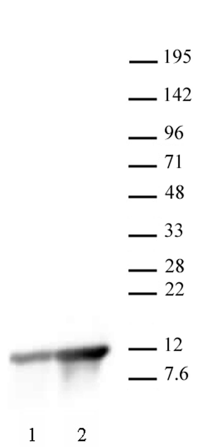 Histone H4K8ac antibody (pAb) tested by Western Blot. HeLa nuclear extract (20 ug per lane) probed with the Histone H4 acetyl Lys8 antibody (0.5 ug per ml). Lane 1: no treatment. Lane 2: cells treated with sodium butyrate. Histone H4K8ac antibody (pAb) tested by Western Blot. HeLa nuclear extract (20 ug per lane) probed with the Histone H4 acetyl Lys8 antibody (0.5 ug per ml). Lane 1: no treatment. Lane 2: cells treated with sodium butyrate.