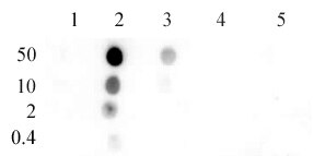 Histone H4K8ac antibody (pAb) tested by Dot blot. Dot blot analysis was used to confirm the specificity of the acetyl Lys8 histone H4 antibody. Acetylated peptides corresponding to the immunogen and related peptides were spotted onto PVDF and probed with the antibody at a dilution of 0.1 ug/ml. The amount of peptide (picomoles) spotted is indicated next to each row. Lane 1: acetyl-Lys5 peptide. Lane 2: acetyl-Lys8 peptide. Lane 3: acetyl-Lys12 peptide. Lane 4: acetyl-Lys16 peptide. Lane 5: acetyl-Lys20 peptide. Histone H4K8ac antibody (pAb) tested by Dot blot. Dot blot analysis was used to confirm the specificity of the acetyl Lys8 histone H4 antibody. Acetylated peptides corresponding to the immunogen and related peptides were spotted onto PVDF and probed with the antibody at a dilution of 0.1 ug/ml. The amount of peptide (picomoles) spotted is indicated next to each row. Lane 1: acetyl-Lys5 peptide. Lane 2: acetyl-Lys8 peptide. Lane 3: acetyl-Lys12 peptide. Lane 4: acetyl-Lys16 peptide. Lane 5: acetyl-Lys20 peptide.