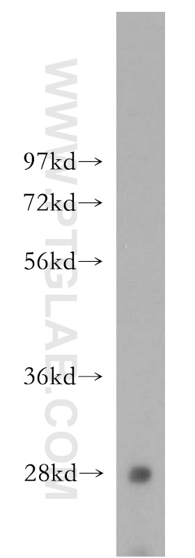 Western Blot (WB) analysis of mouse liver tissue using Hepsin Polyclonal antibody (51060-1-Ig)