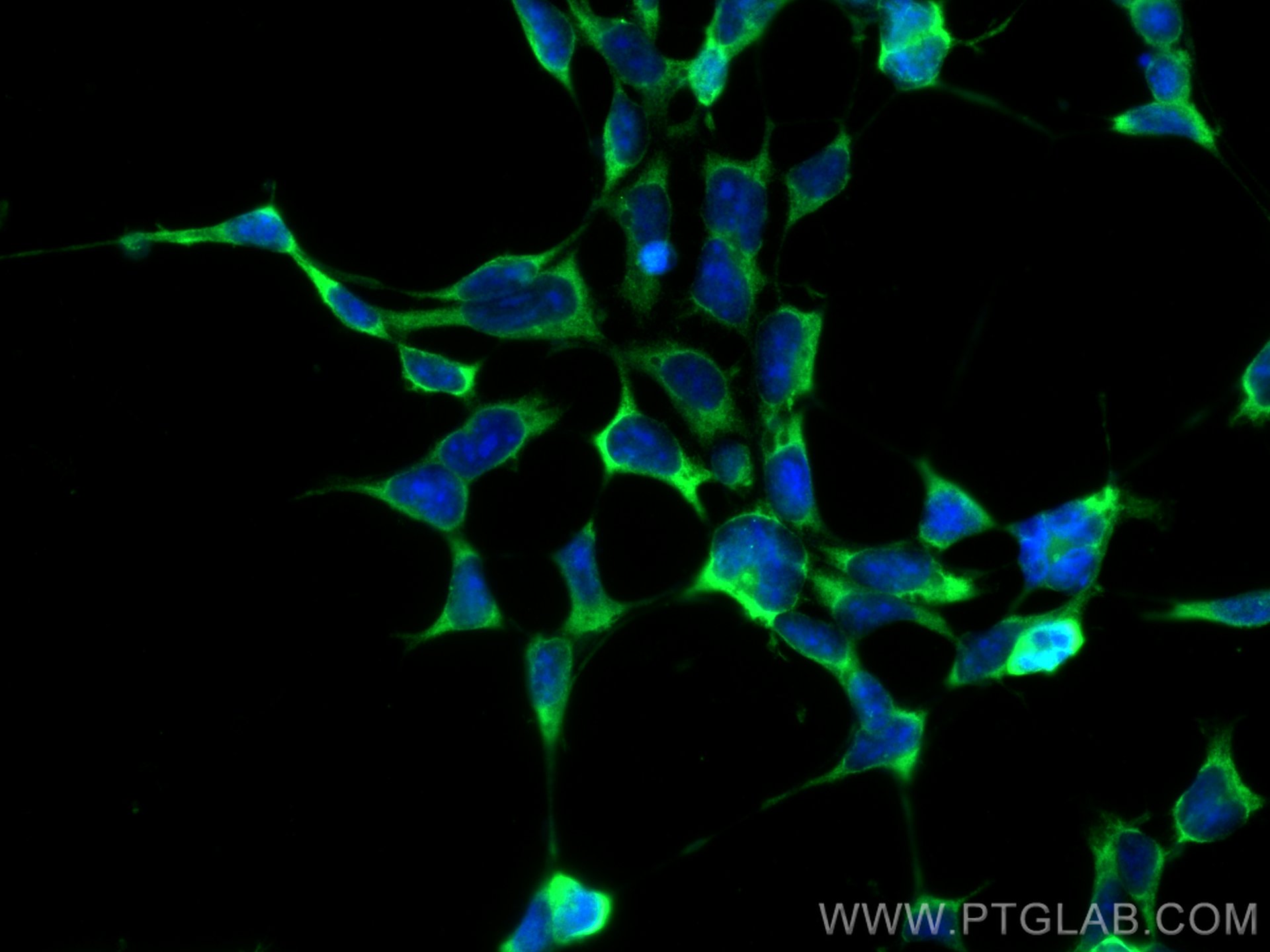 Immunofluorescence (IF) / fluorescent staining of HEK-293 cells using Hsc70 Monoclonal antibody (66442-1-Ig)
