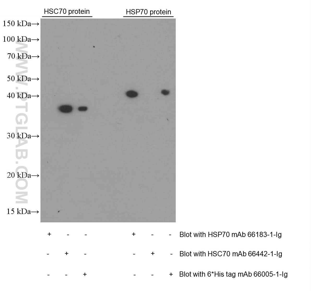 Western Blot (WB) analysis of Recombinant protein using Hsc70 Monoclonal antibody (66442-1-Ig)