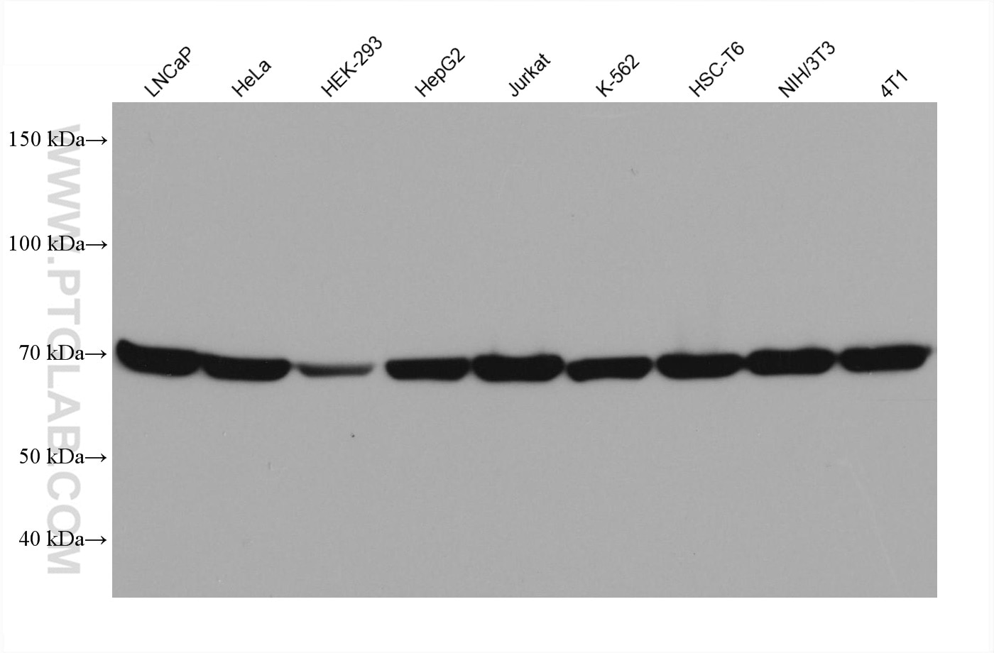 Western Blot (WB) analysis of various lysates using Hsc70 Monoclonal antibody (66442-1-Ig)