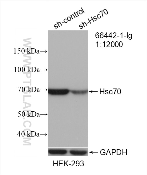 Western Blot (WB) analysis of HEK-293 cells using Hsc70 Monoclonal antibody (66442-1-Ig)