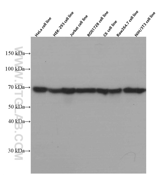Western Blot (WB) analysis of HeLa cells using Hsc70 Monoclonal antibody (66442-1-Ig)