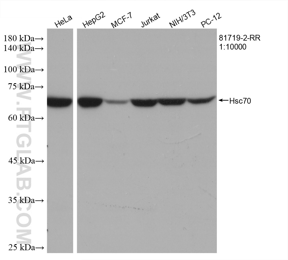 Western Blot (WB) analysis of various lysates using Hsc70 Recombinant antibody (81719-2-RR)