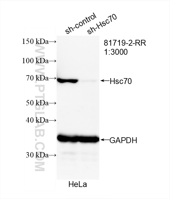 WB analysis of HeLa using 81719-2-RR