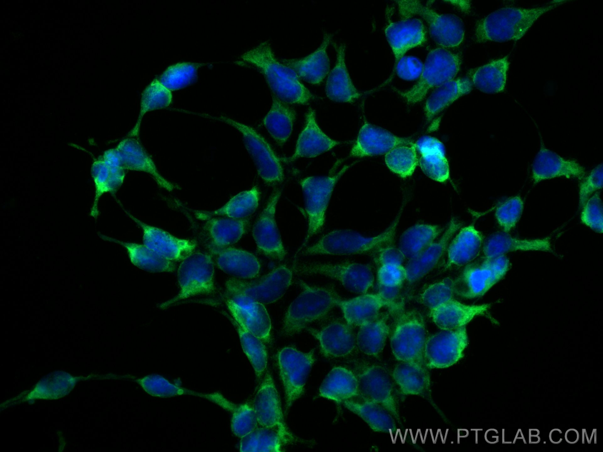 Immunofluorescence (IF) / fluorescent staining of HEK-293 cells using CoraLite® Plus 488-conjugated Hsc70 Monoclonal ant (CL488-66442)