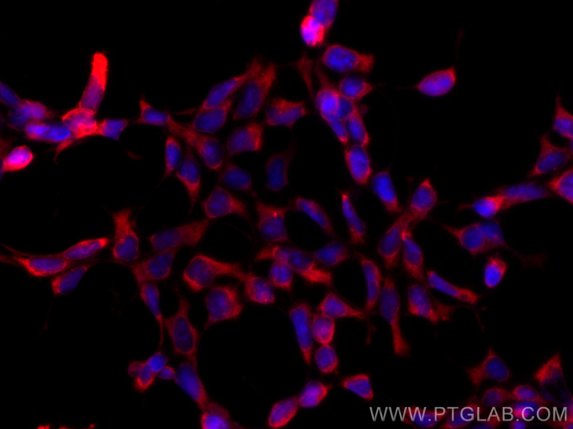 Immunofluorescence (IF) / fluorescent staining of HEK-293 cells using CoraLite®594-conjugated Hsc70 Monoclonal antibody (CL594-66442)