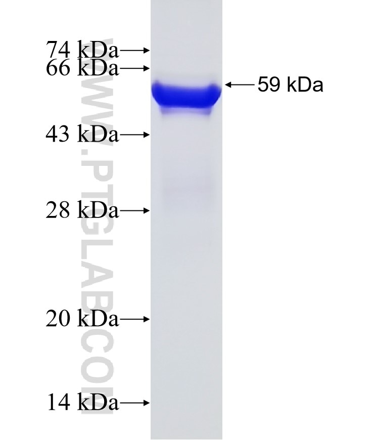 Hsc70 fusion protein Ag1018 SDS-PAGE
