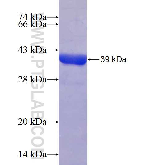 Hsc70 fusion protein Ag17910 SDS-PAGE