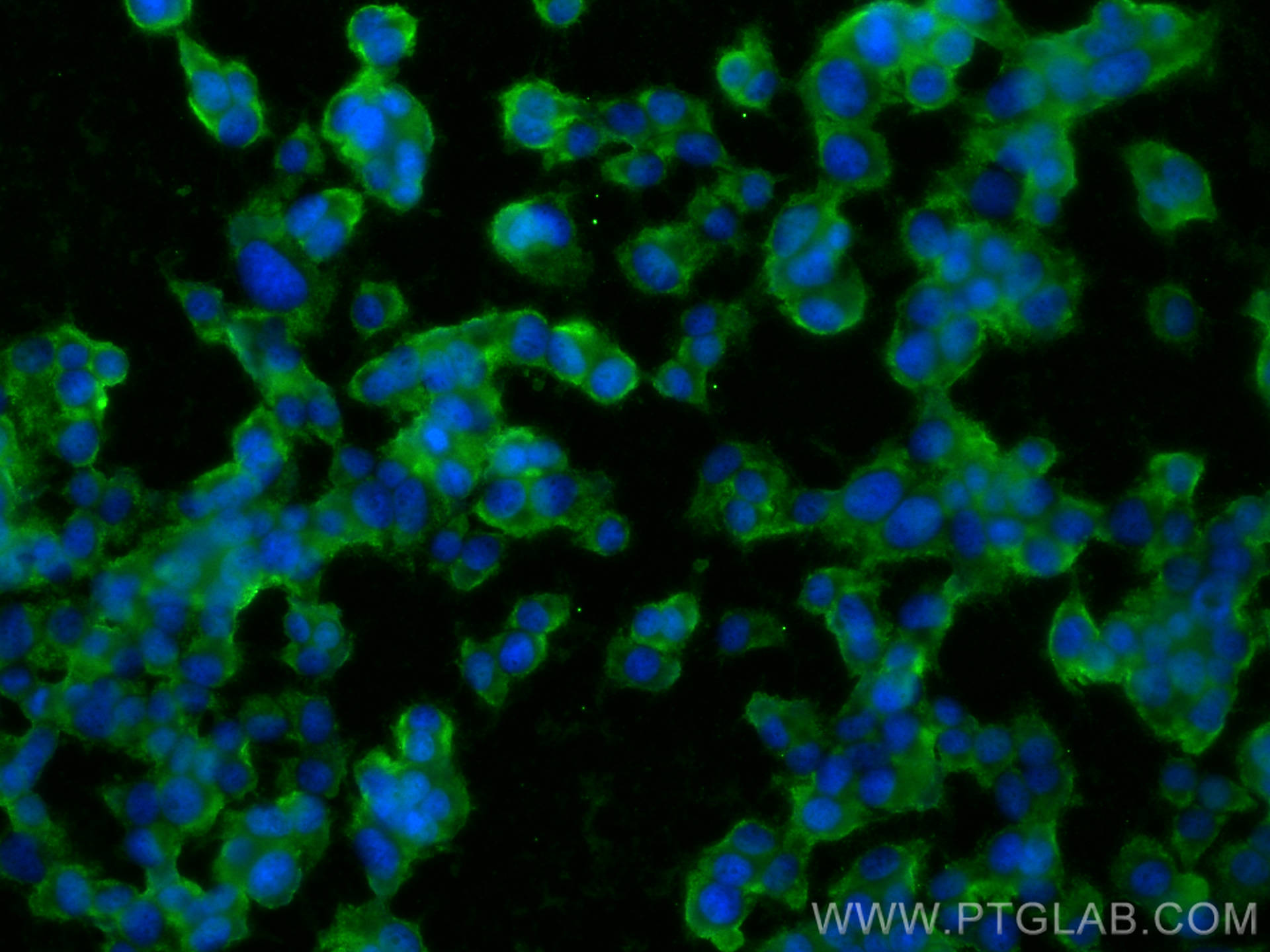Immunofluorescence (IF) / fluorescent staining of PC-12 cells using CoraLite® Plus 488-conjugated HuD-specific Polyclo (CL488-24992)