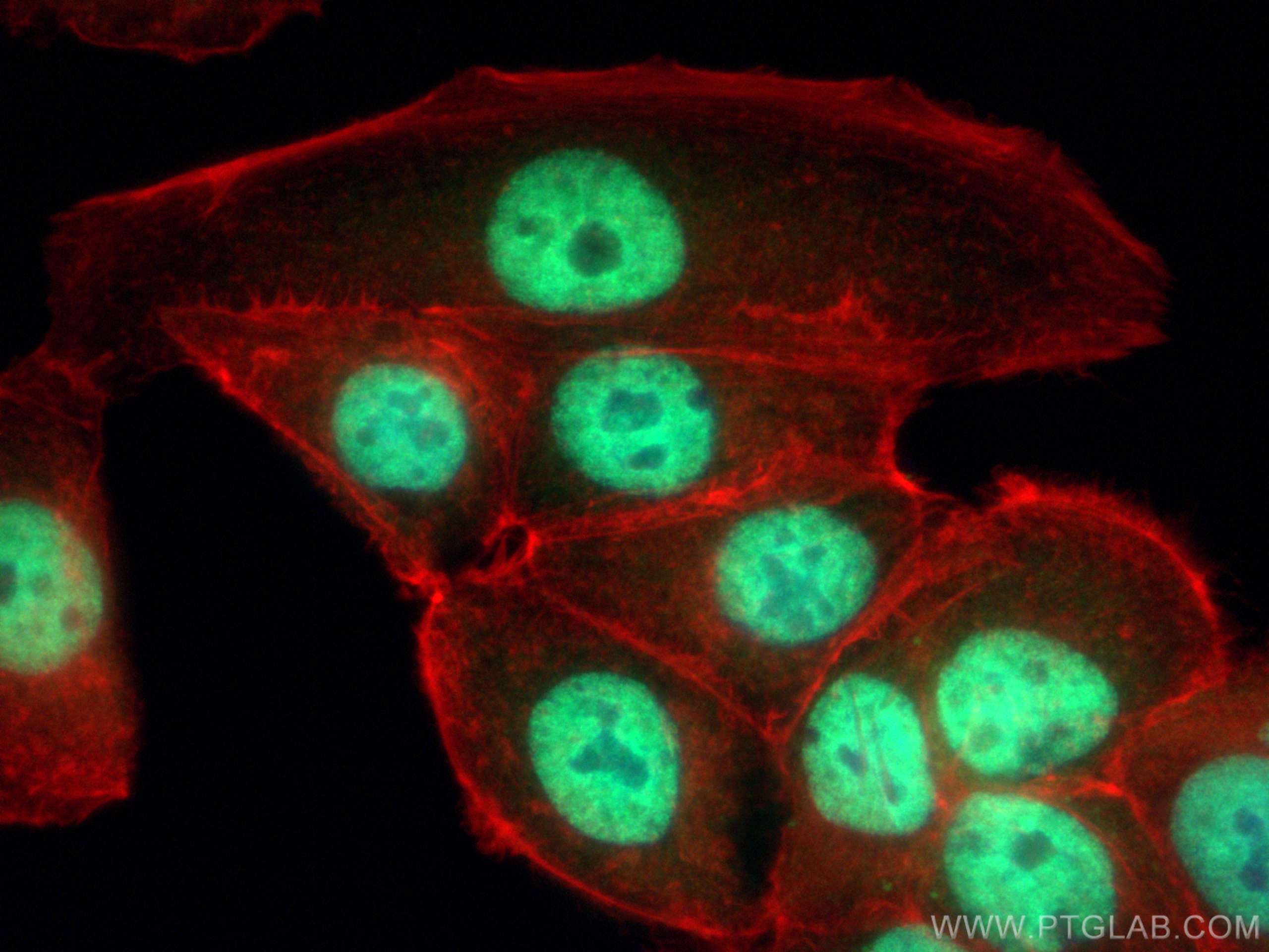 Immunofluorescence (IF) / fluorescent staining of MCF-7 cells using HuR/ELAVL1 Polyclonal antibody (11910-1-AP)