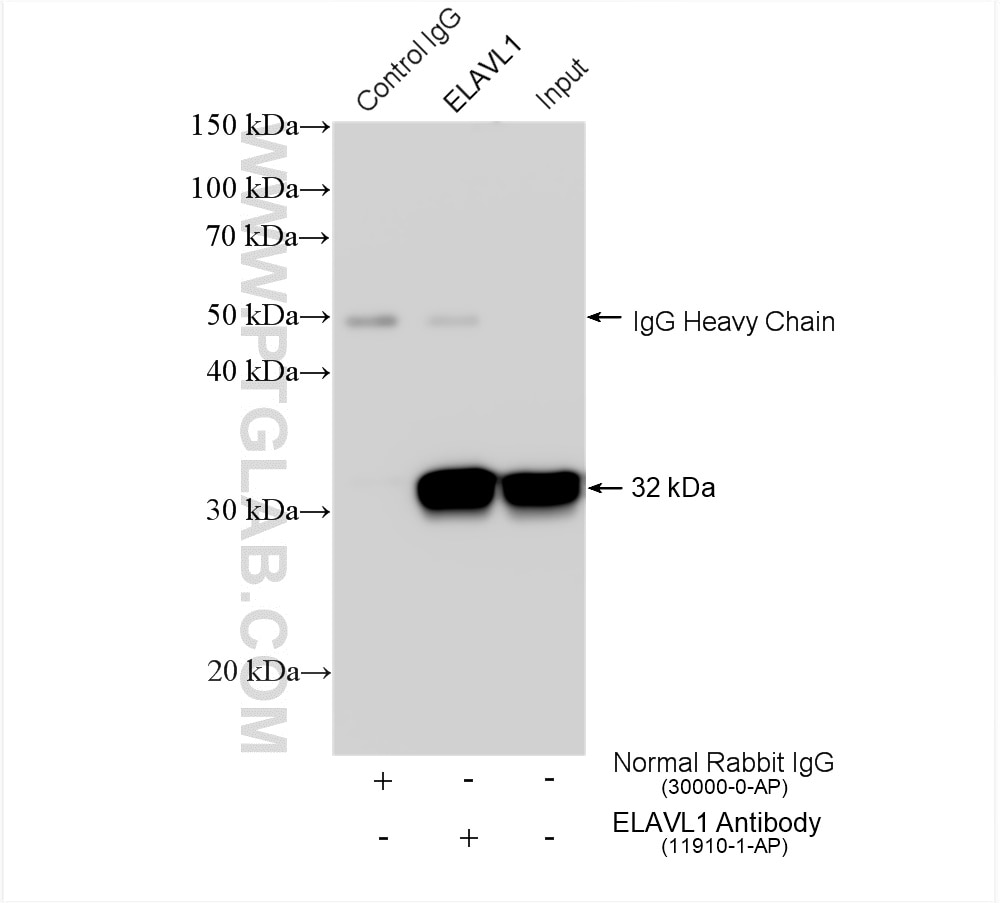 Immunoprecipitation (IP) experiment of HEK-293 cells using HuR/ELAVL1 Polyclonal antibody (11910-1-AP)