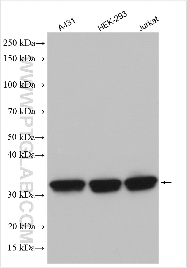 Western Blot (WB) analysis of various lysates using HuR/ELAVL1 Polyclonal antibody (11910-1-AP)