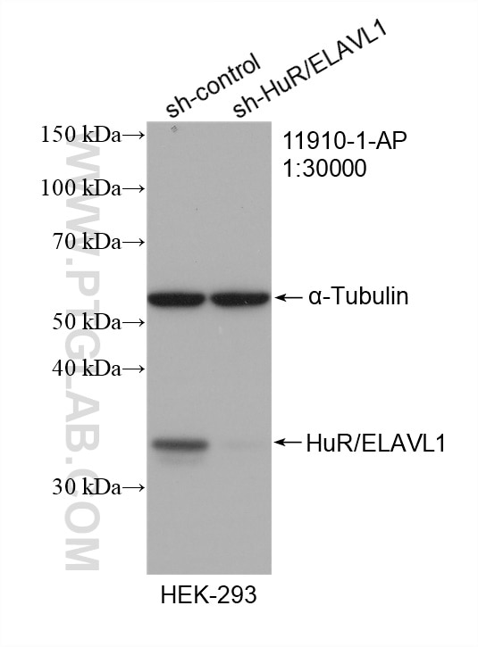 Western Blot (WB) analysis of HEK-293 cells using HuR/ELAVL1 Polyclonal antibody (11910-1-AP)