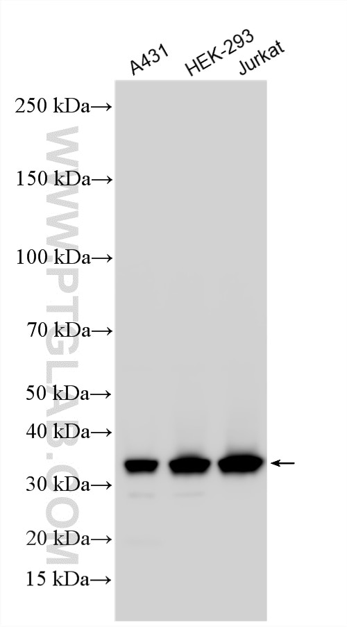 WB analysis using 11910-1-AP Western Blot (WB) analysis of various lysates using HuR/ELAVL1 Polyclonal antibody (11910-1-AP)